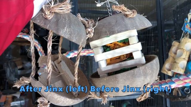 DO MACAWS MAKE GOOD PETS? | Must Knows About Macaw Parrots смотреть онлайн