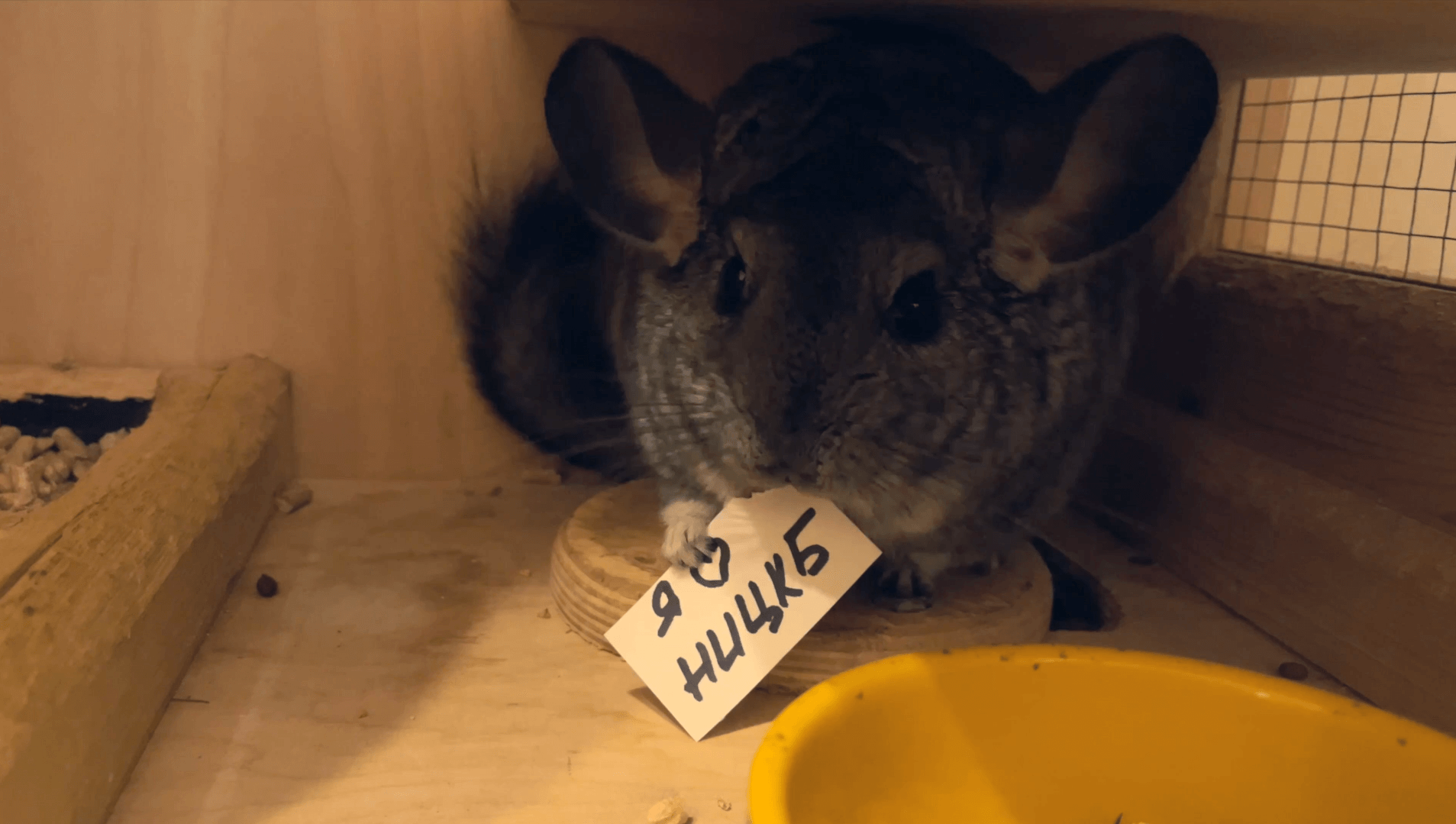 Шиншилла-профайлер смотреть онлайн