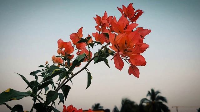 Bougainvillea ID Butterfly Orange Variegated смотреть онлайн