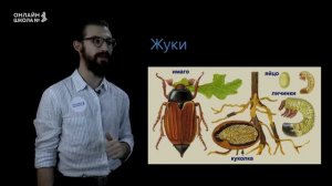 Отряды насекомых с полным превращением. Урок 16. Биология 7 класс