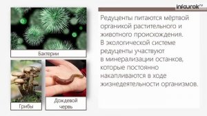 Экосистемная организация природы  Компоненты и структура экосистем | Биология 9 класс #38 | Инфоуро