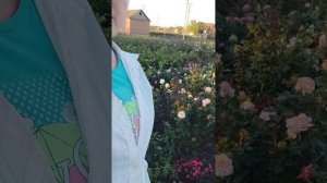 плетистые и розы клаймберы саженцы питомника растений rosebushes.ru