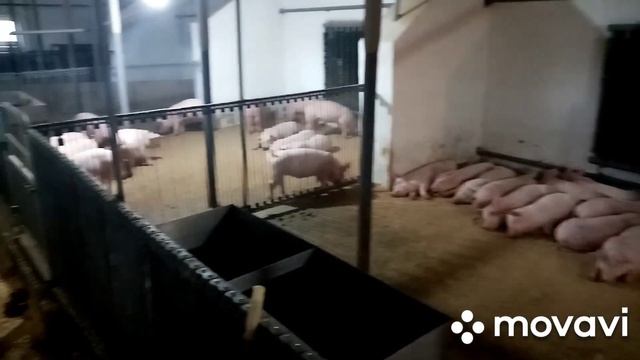 Свиньи на откорм. Покупка свиней на Серво Люкс Генетик.1 Часть.Начало.