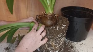 УСПЕШНОЕ отделение детки ГИППЕАСТРУМА: как, куда сажать, где резать