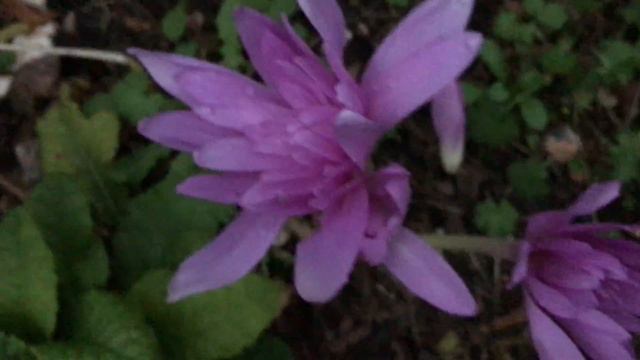 Colchique Colchicum d'automne 'Waterlily' un nénuphar terrestre смотреть онлайн