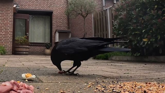 ОСТОРОЖНЫЙ ЛЮЦИК ЗА ВСЕМ СЛЕДИТ? #птицы #врановые #ворона #кормушка #наблюдение смотреть онлайн