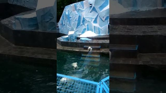 Белые медвежата в Новосибирском зоопарке смотреть онлайн