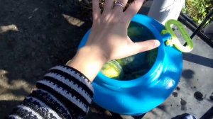 52. СОЛЮ АРБУЗЫ ЦЕЛИКОМ ПО-ДЕРЕВЕНСКИ!БАБУШКИН РЕЦЕПТ! ДЛЯ ЦЕНИТЕЛЕЙ ДЕРЕВЕНСКИХ СОЛЕНИЙ!БЕЗ САХАР
