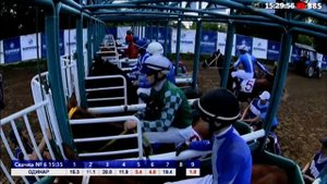 как заводят лошадей боксы