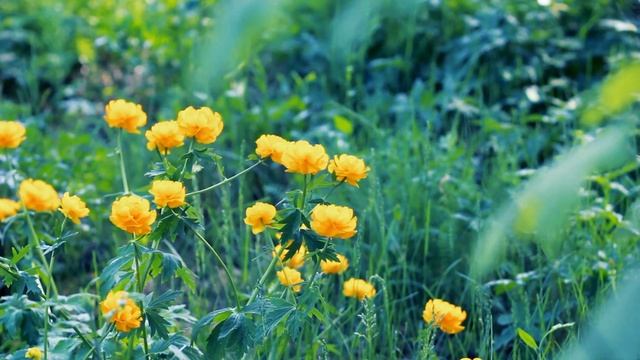Первые розы весны. Красивые желтые цветы | Футажи красивая природа [FullHD]