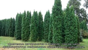 Туя пирамидальная: сорта, описание, свойства растения