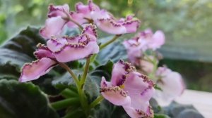 Фиалка ЛЕ- Мон Сен Мишель.