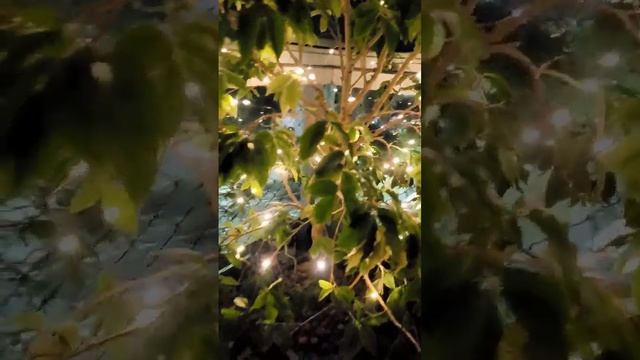 LEDs de natal à Energia Solar