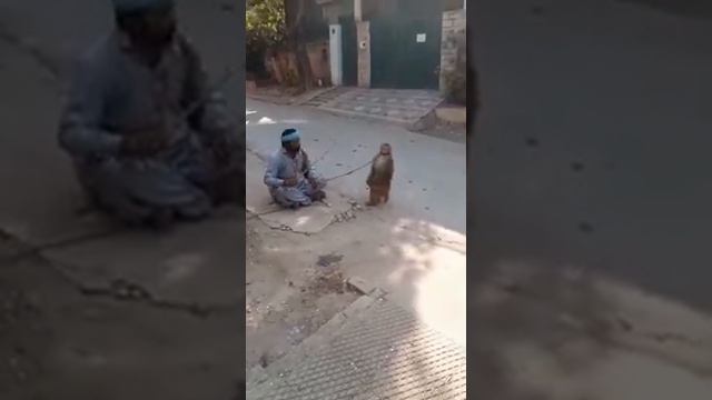 animal planet funny animals  Bandar ka tamasha behopeful always