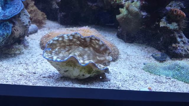 Tridacna derasa wandert смотреть онлайн