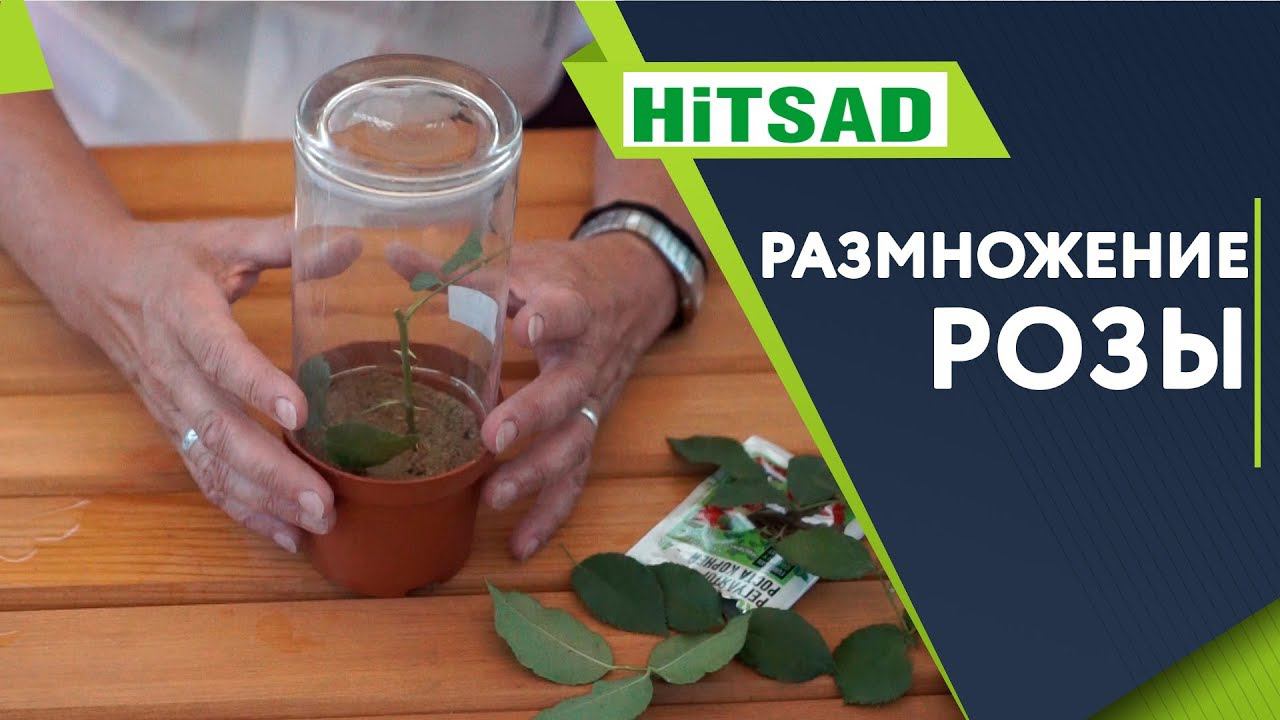 Размножение Розы  Как Правильно укоренить Розу черенкомСоветы От Хитсад ТВ