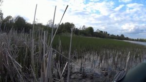 ЛОВЛЯ ЛИНЯ В КАМЫШЕ НА ЛЕСНОМ ПРУДУ