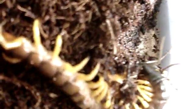 Centipede Scolopendra Hunting Сколопендра охотится