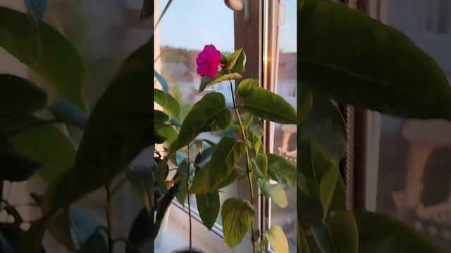 Как цветет мирабилис? Мирабилис на окошке. смотреть онлайн