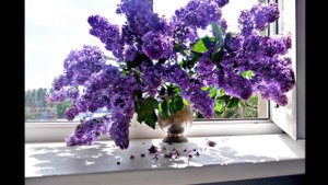 #СИРЕНЬ #Алена Петровская