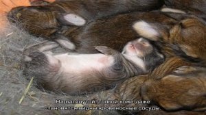 Сколько раз крольчиха кормит крольчат в сутки