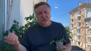 Укореняем пасынки томатов