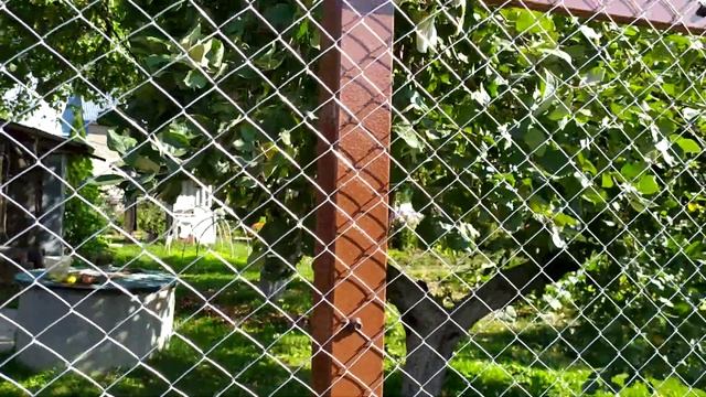 Красивый забор из сетки рабицы своими руками смотреть онлайн