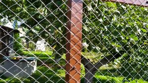 Красивый забор из сетки рабицы своими руками