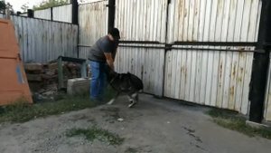 Как собаки встречают хозяина. Смешное видео.