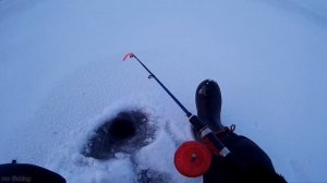 РЫБАЛКА ПЕРВЫЙ ЛЁД 2020 2021! ЛОВЛЯ БЕРША НА ТЮЛЬКУ.  ЛЕПЕСТОК снасть на берша!