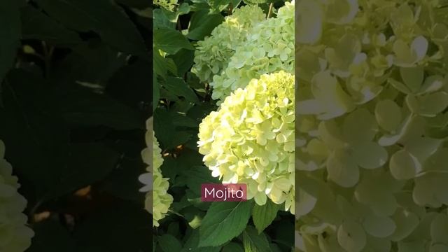 #mojito #hydrangea #садгортензий #гортензия #hortensia #сад #hydrangeas #метельчатаягортензия #