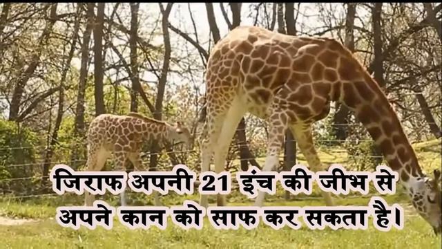 Know The African Grey Parrots have vocabularies of over 200 words. смотреть онлайн