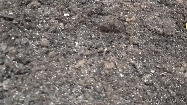 Бархатцы... просто бархатцы. Часть 1. смотреть онлайн