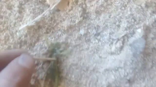 богомол смотреть онлайн