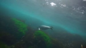 На дне дальневосточного морского заповедника