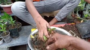 'ஸ்நேக் பிளான்ட்' நடுவது எப்படி? - சமீரின் செயல்முறை - How To Repot Snake Plant Sansevieria?