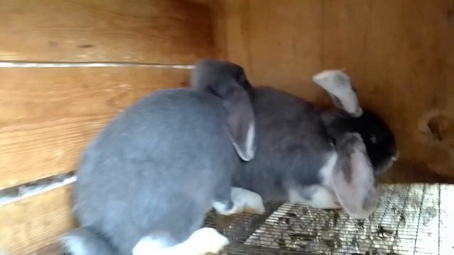 Кролики, что осталось после забоя, и немного рассуждений на тему цен. смотреть онлайн