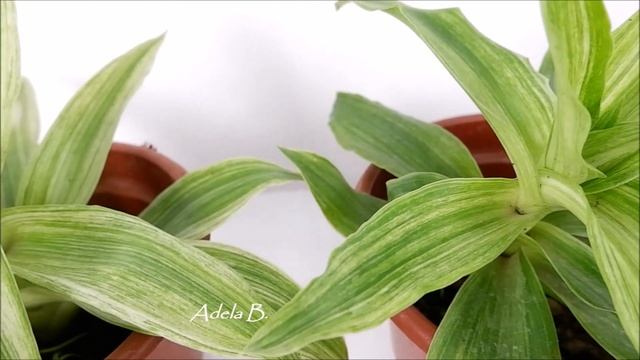How to Propagate Callisia Fragrans Variegated Melnikoff in a Pot at Home (Grow and Care) смотреть онлайн