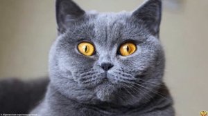 САМЫЕ ОПАСНЫЕ И ЗЛЫЕ КОШКИ