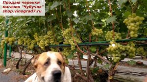 Виноград КИШМИШ АФРОДИТА- сладкий, ранний, вкусный - может и правда богиня красоты и любви?
