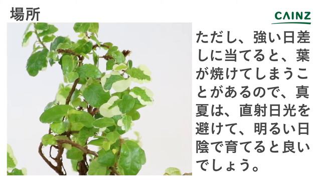 フィカスプミラの育て方（別名：オオイタビ）カインズ植物図鑑 смотреть онлайн