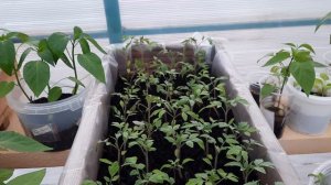 🌱Вторая важная подкормка для 🍅 томатов и 🫑🌶 перцев