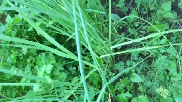 Наша дача/ обзор огорода/ ужинаем вкусными рулетками/поспела ягода/ каркасный дом смотреть онлайн