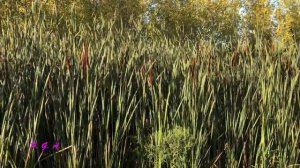 ФУТАЖ. Камыш волнуется ... FOOTAGE Reed waves ...