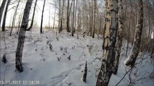 Эстонская гончая,Гоняем зайцев.