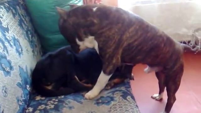 Собаки тоже хотят этого ! ! ! (у друга случяйно снял)))))) смотреть онлайн