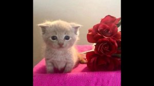 сюжетка калды мв 3 как же я ждал этого очень печальный финал