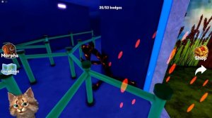 НАШЕЛ НОВЫХ РАДУЖНЫХ ДРУЗЕЙ в ROBLOX Find The Rainbow Friends Morphs Весёлый Кот