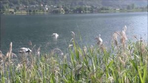 Лебедь атакует и выигрывает!  Альпийское озеро в Австрии