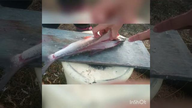 МАЛОСОЛ как сделать легко!   Cutting And Salting Fresh Fish/